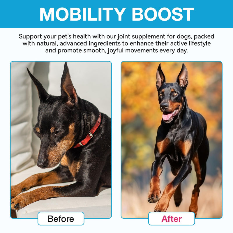 Pain Relief for Dogs, Hip & Joint Glucosamine Drops for Dogs, Chondroitin Drops for Dogs, Natural Formula with Essential Nutrients for Active & Aging Dog, 60ml - PawsPlanet Australia