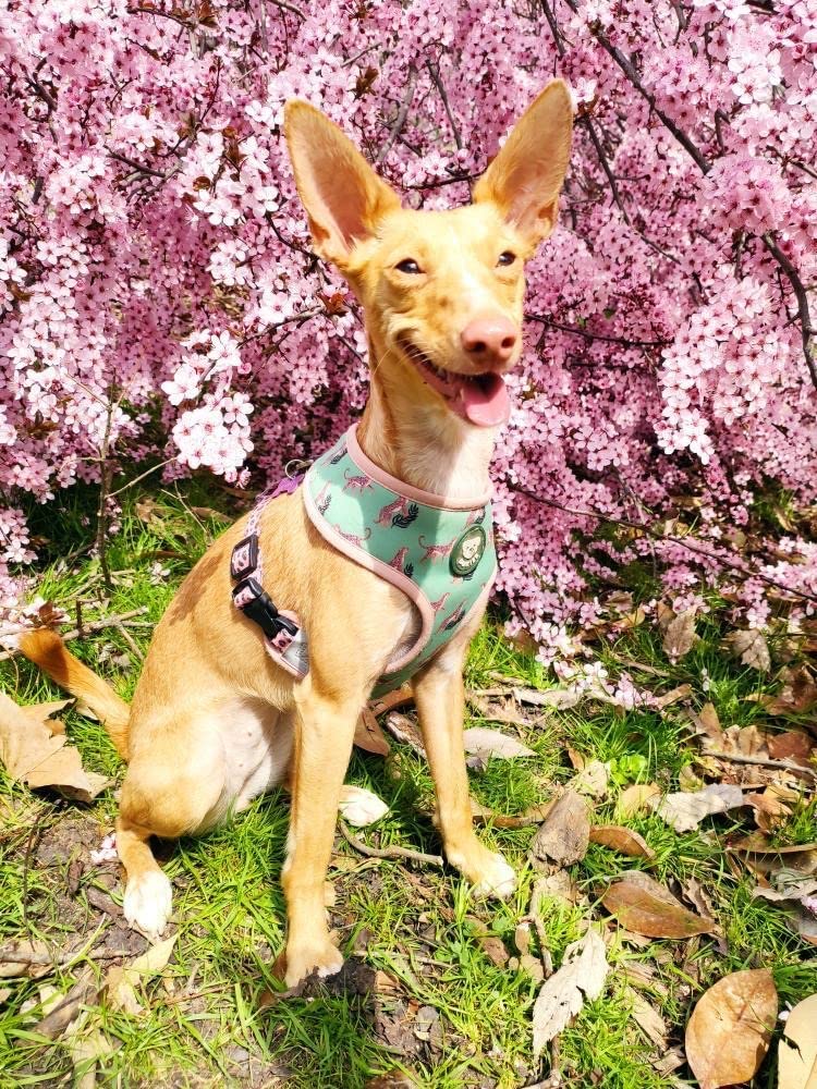 DUKIER - Reversible Dog Harness, Breathable, Breathable and Reflective Pet Waistcoat, Neoprene and Mesh, Adjustable, Leopard Design, Size XL - PawsPlanet Australia