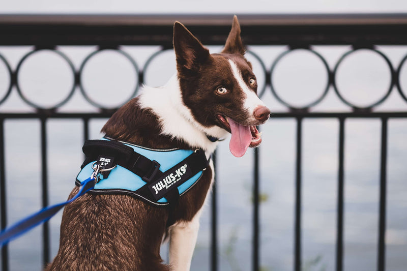 IDC Powerharness, Size: XS/Mini-Mini, Blue - PawsPlanet Australia
