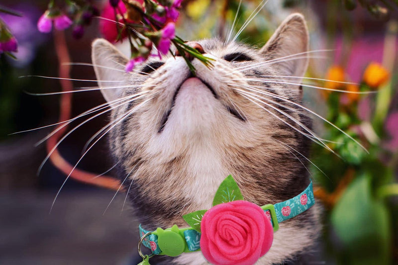 Spring Cat Collar, Floral Kitten Collar Breakaway, Flower Dog Collar for Small Dogs Female - PawsPlanet Australia