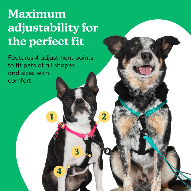 Better Walk No-Pull Dog Harness, Teal, 1” Medium – Stay in Control with Adjustable, Comfortable, Easy to Wear, & Durable Dog Harness – Ideal for Medium Dogs 35-65lb Aqua Teal - PawsPlanet Australia