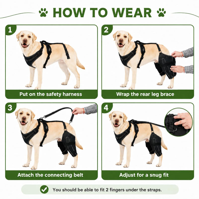 (M Dog Rear Leg Brace with Safety Harness and Leash, Adjustable Hind Leg Knee & Hip Support Wrap for Senior Dogs, Removable Straps for Weak Back Legs, Arthritis or Hip Dysplasia Support (M)