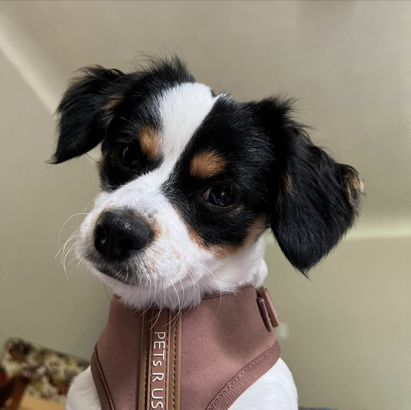 Premium No-Pull Dog Harness Soft Neoprene & Breathable Mesh Vest with Front & Back Clip D-Rings Adjustable Lightweight Walking Harness for Puppies, Small & Medium Dogs (Bronze Brown Gold, M) Bronze Brown Gold M: Neck=15.4-20.1''/Chest=18.1-24.4'' - PawsPlanet Australia