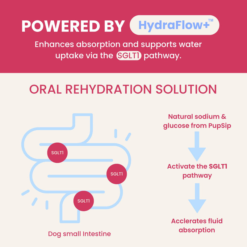 Dog Electrolytes – Hydration Support for Heat, Travel & Exercise – Helps Prevent Dehydration & Encourage Drinking – Water Flavor Enhancer with Electrolytes for Dogs, 12 Sticks