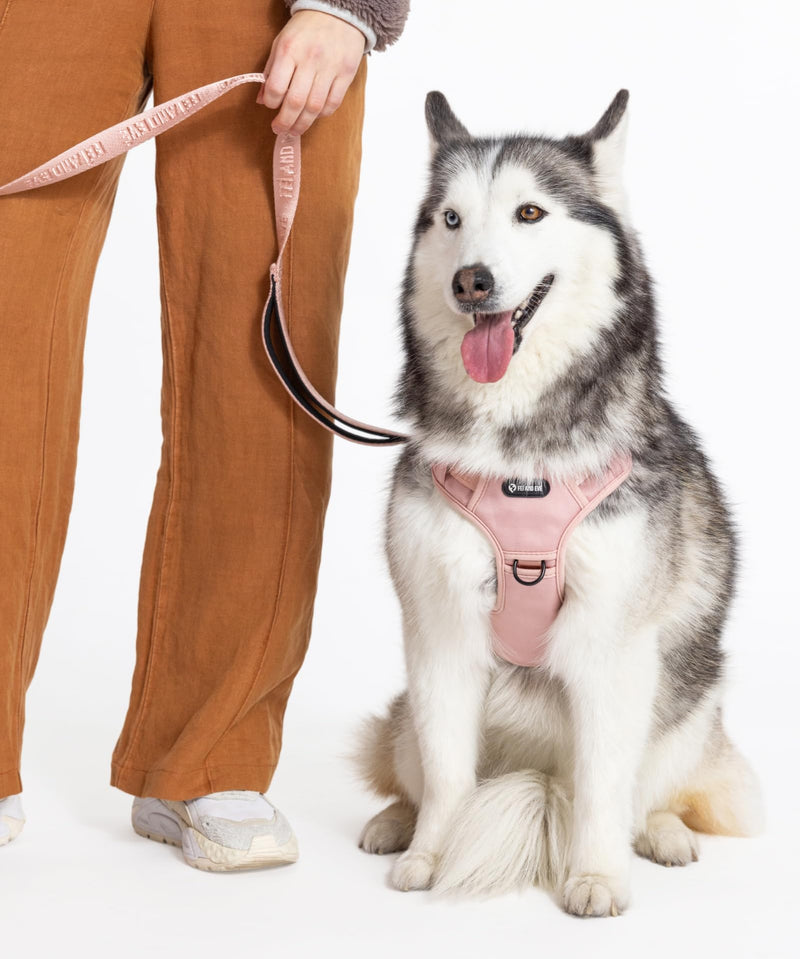 2025 New Edition, Fei & Eve Classic Dog Harness - Quick-Release Buckles | 3-Point No-Pull Control | Heavy-Duty 900D Nylon | Dual Safety Handles | Breathable Mesh | Adjustable Fit | Large,Pink Pink L - PawsPlanet Australia