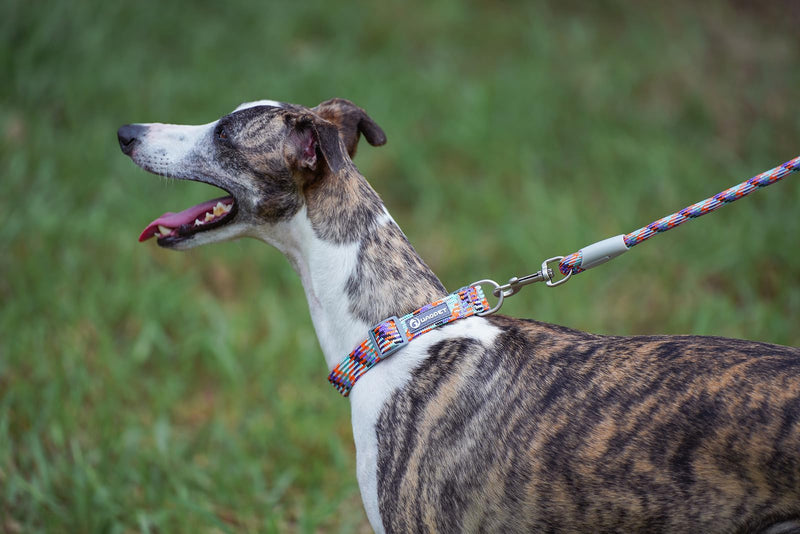 Reflective Nylon Dog Collar with Safety Lock Buckle, Soft Adjustable Heavy Duty Braided Dog Collars for Small Medium Large Dogs,Large Galaxy - PawsPlanet Australia