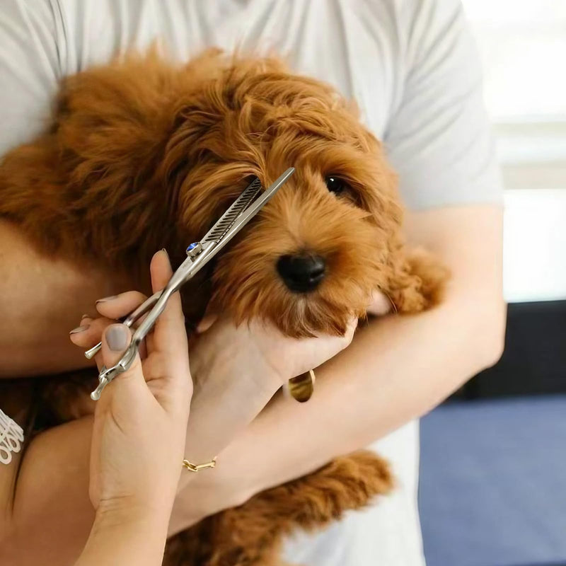7" 21-Teeth Chunkers Dog Grooming Scissors, Professional Texturizing Blending Thinning Shears Pets Hair Trimming Kit with Premium Steel & Ergonomic Handle for Comfortable Grooming Chunker - PawsPlanet Australia