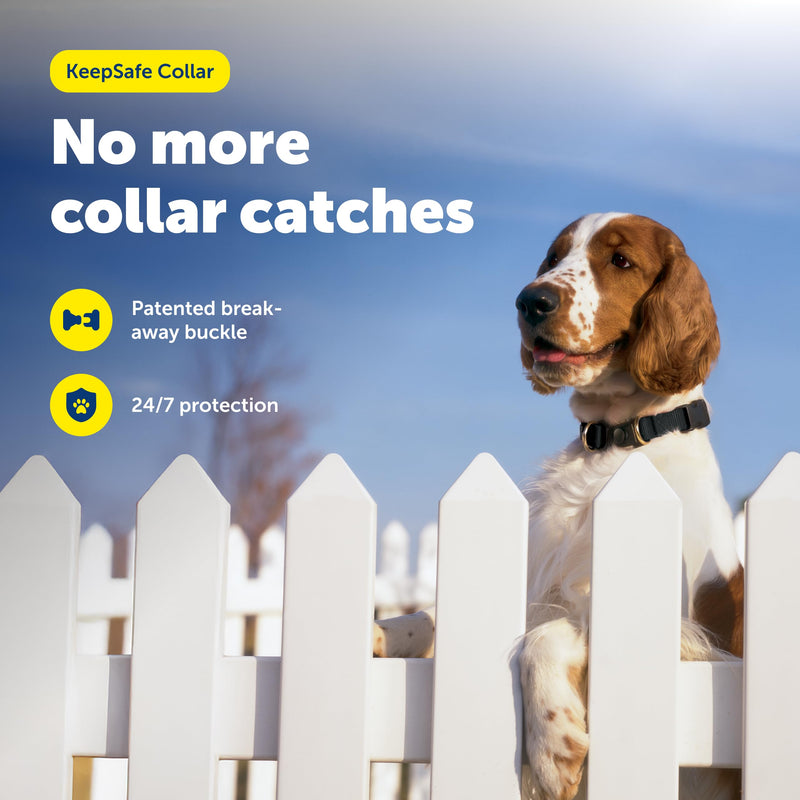 PetSafe KeepSafe Collar for Dogs - Protects Against Collar Accidents - Long Lasting - Durable - Adjustable - Breakaway - Outdoor-Safe - Medium - 1 in. Wide - Black Medium (1 inch) - PawsPlanet Australia