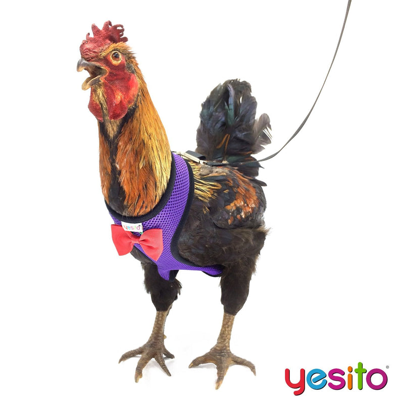 Chicken Harness Hen size With 6-foot Matching belt, Comfortable, Breathable, Small Size, Suitable for Chicken, Duck or Goose Suitable for Weight about 2.3-3.8Pounds, Orange (Small, Dark purple) - PawsPlanet Australia