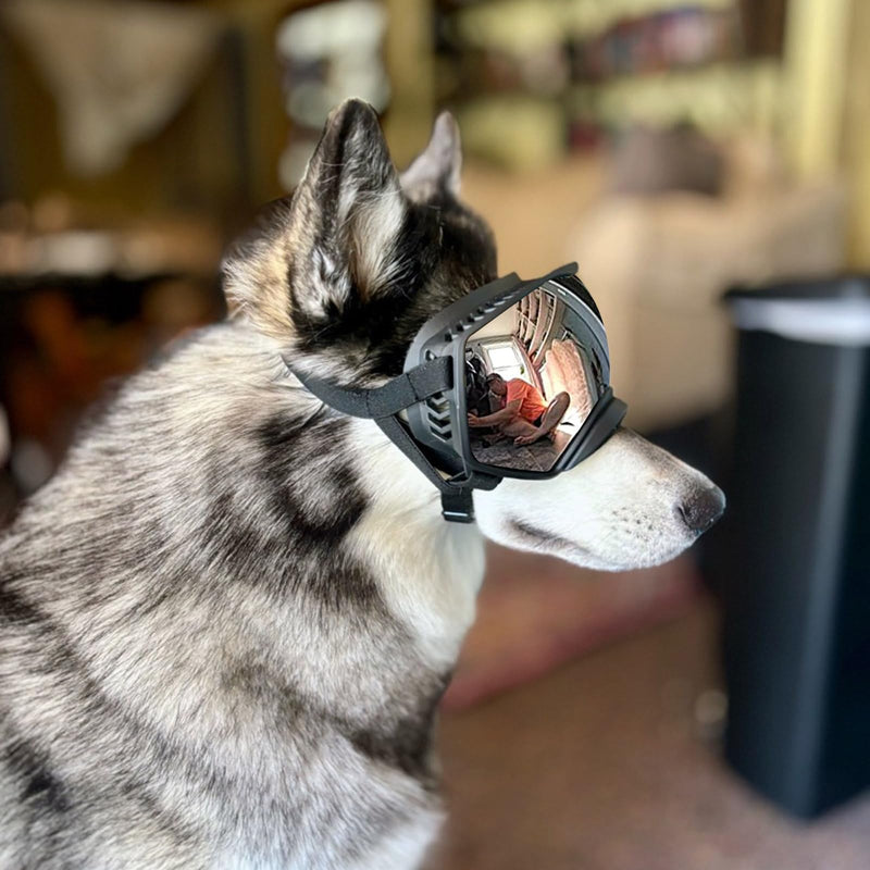 PETLESO Dog Goggles Large Breed, UV Protection Pet Sunglasses Wide Version Windproof Eye Wear for Medium to Large Dogs, Outdoor Driving/Riding/Hiking Use, Silver Mirror Lens