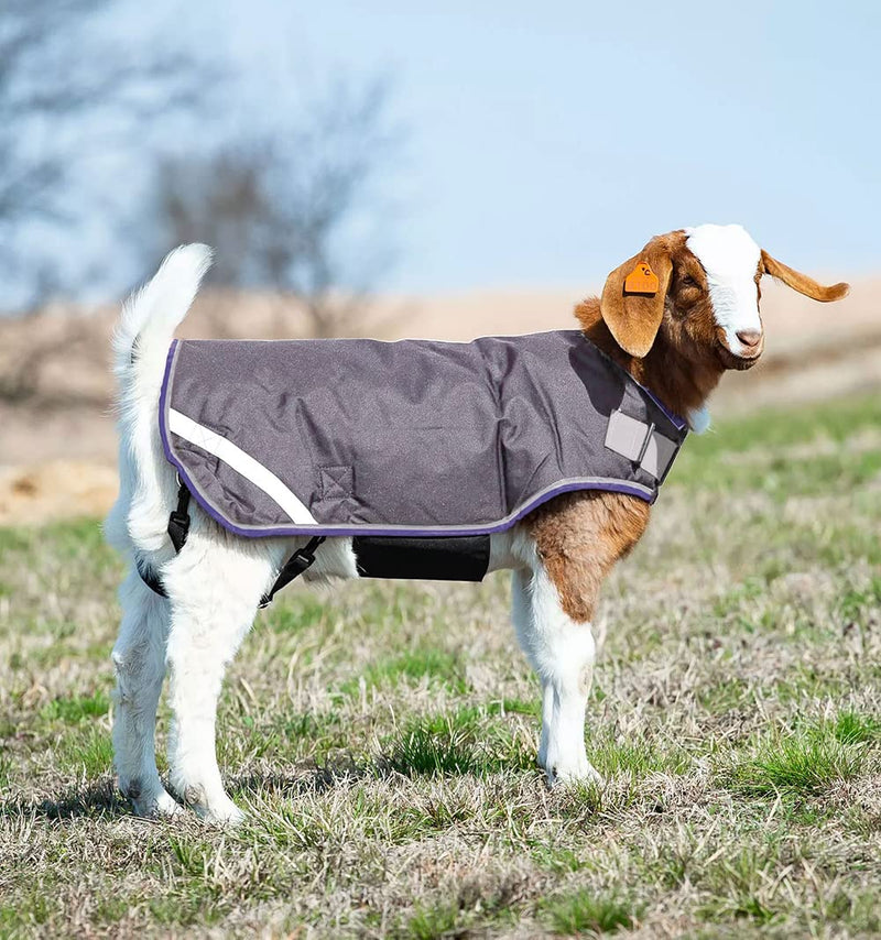 Horseware Ireland Breathable Waterproof Windproof Cold Weather Adjustable Goat Coat (100g Fill) Excalibur/Silver/Strong Blue/Black XX-Large - PawsPlanet Australia