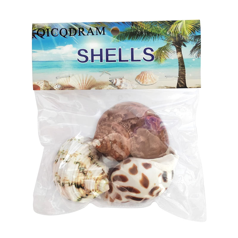3 PCS Hermit Crab Shells 2~2.7Inch Natural Hermit Crab Shells Opening Size 1~1.3Inch Hermit Crab Supplies - PawsPlanet Australia
