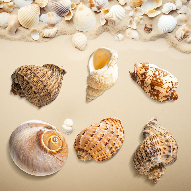 6Pcs Hermit Crab Shells Large, Natural Conch Shell Size 2.8" - 3.8", Opening Size 1.6" - 2.7", Hermit Crab Habitat, Large Sea Shells for Hermit Crab Supplies and Beach Decoration - PawsPlanet Australia