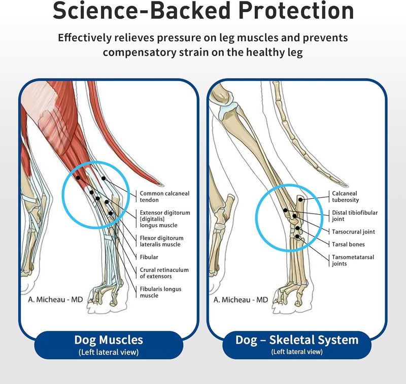 Firstbrace Dog Rear Leg Hock Joint Braces with Removable Metal Strips (L Pair) | Removable rigid metal strips deliver heavy-duty canine rear hock joint stabilisation. L
