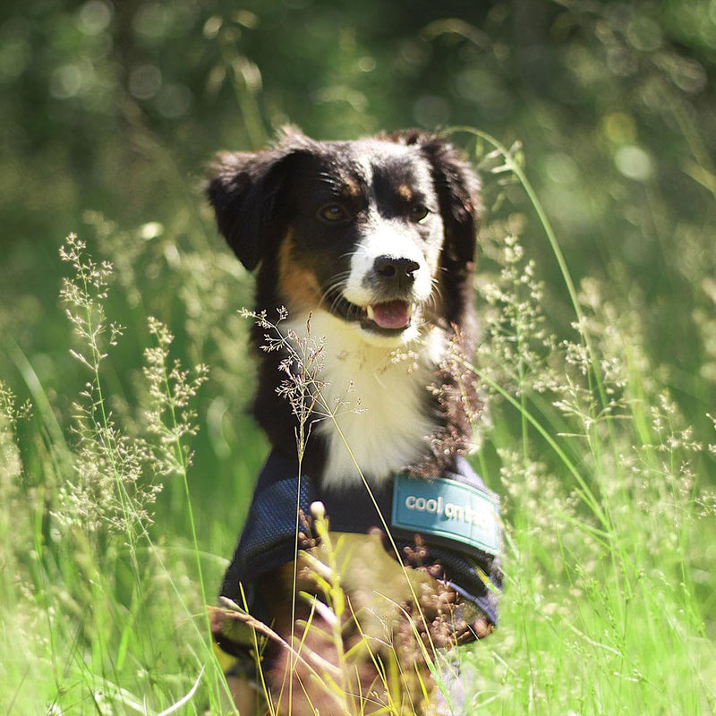 Back on Track Cool on Track Cooling Dog Coat (S2, 40cm / 14-16.5")