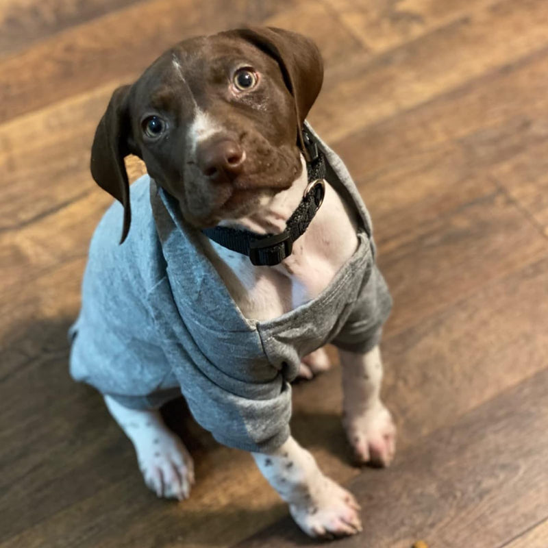 Jecikelon Winter Dog Hoodie Sweatshirts with Pockets Warm Dog Clothes for Small Dogs Chihuahua Coat Clothing Puppy Cat Custume (Small, Grey) - PawsPlanet Australia