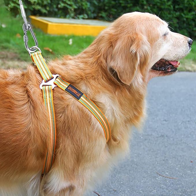 Dog Tie Out Stake and Cable, 30 Ft Pet Tie Out Cable for Dogs Up to 125 Pounds Heavy Duty Anchor No Rusting Bending or Pulling Out for Yard Beach Outdoor Lawn - PawsPlanet Australia