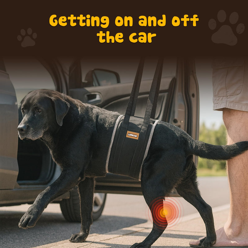 Dog Lift Harness – Adjustable Sling for Large Dogs Hind Leg Support – Comfortable Dog Support Harness for Back Legs – Recovery Sling for Dogs Elderly or Injured (Large (L)) Large (L) - PawsPlanet Australia