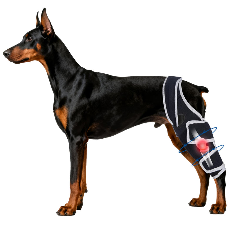 Dog Knee Brace for Torn ACL with Side Stabilizers Provides Stable Support and Pain Relief for Hind Leg,L. Size L