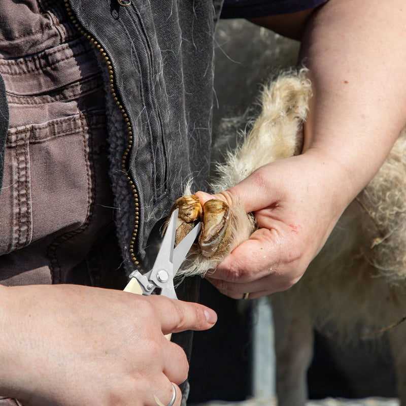 Goat Hoof Trimmers, Stainless Steel Hoof Trimming Tool with Spring Hooves Shears Sheep Nail Clippers for Pig, Horse, Livestock - PawsPlanet Australia