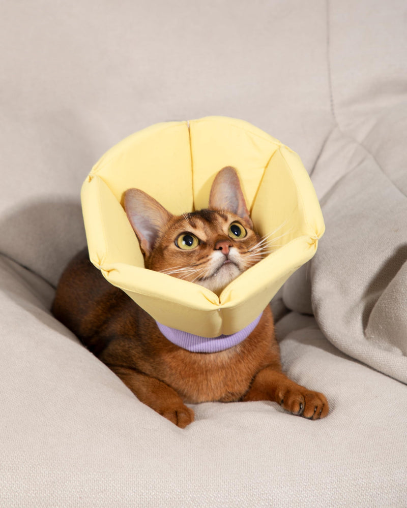 Lightweight Cat Cone Collar, Waterproof Soft Recovery E-Collar for Cats & Small Dogs, Adjustable Protective Elizabethan Collar to Prevent Licking & Biting, Easy-Clean Quick-Dry Design, Green XL Size X-Large