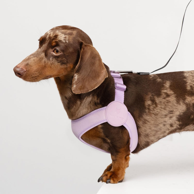 Ultra Comfortable Dog Harness Adjustable Soft Dog Vest, Alloy Buckle Closure Lightweight Stretchy Puppy Harness Step in for Small Sized Dogs Walking Training (Linen, XXS 11.8-12.6") Linen XXS 11.8-12.6" - PawsPlanet Australia