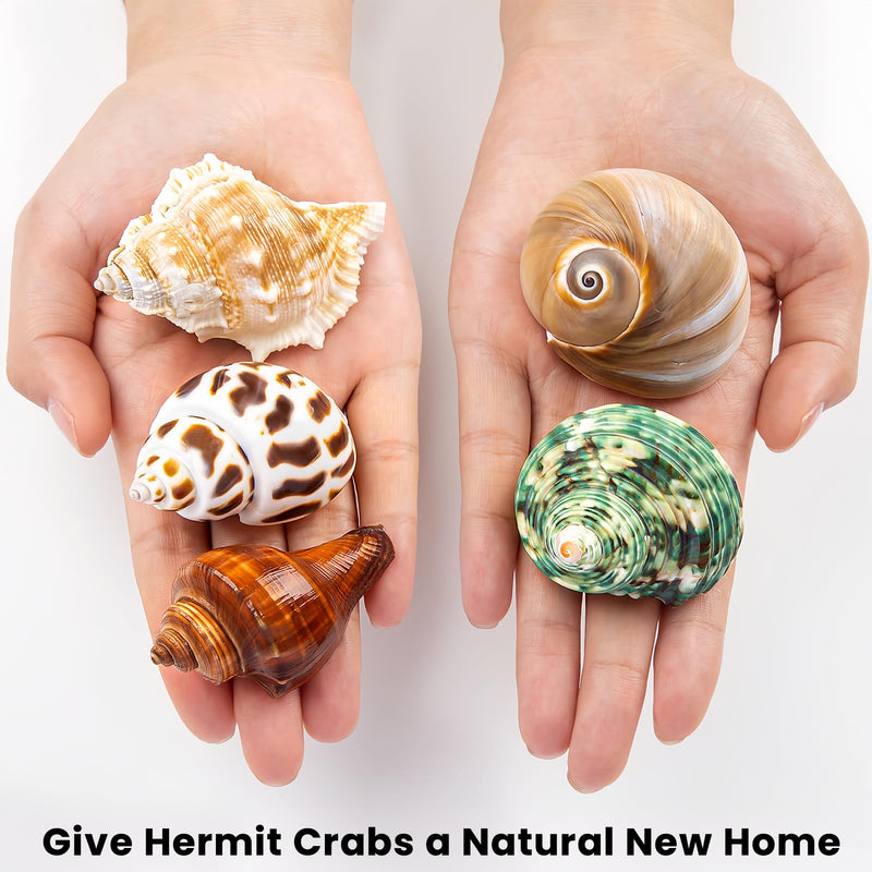 5PCS Hermit Crab Shells | Natural Sea Conch Size 2.1" - 2.8", Opening Size 0.9" - 1.5" | Medium Large Turbo Seashells for Hermit Crab Supplies and Beach Decoration Sea Shell - PawsPlanet Australia