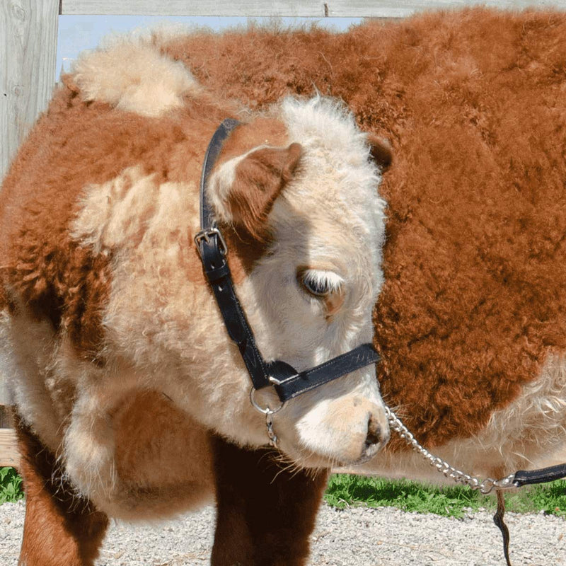 Derby Originals Premium Fancy Stitch Flat Leather Cattle Show Halter – Adjustable Fit with 48" Lead and 14" Chain, Small/Medium/Large – 1-Year Warranty Black Small (350-700lbs)