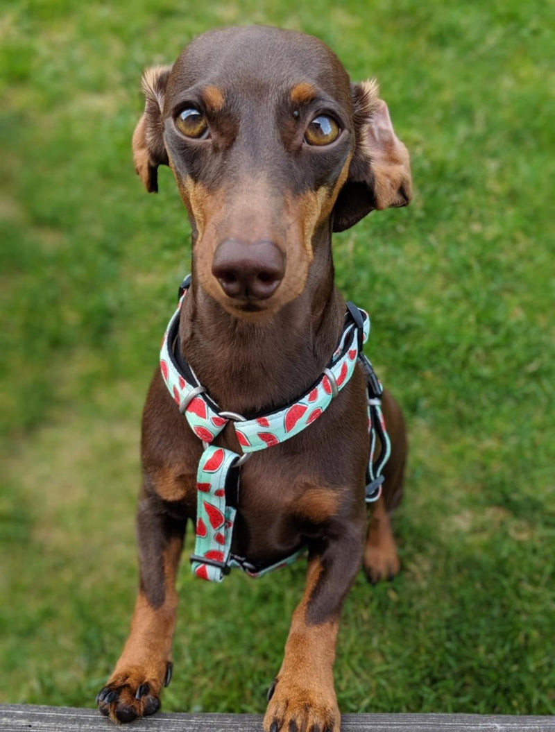 Max & Molly H Comfort Fit Dog Harness – Soft Neoprene Padding, Easy Step-In Design, Durable Metal Parts, Dual D-Rings for Enhanced Control – Perfect for Secure, Comfortable Walks Extra Small - PawsPlanet Australia