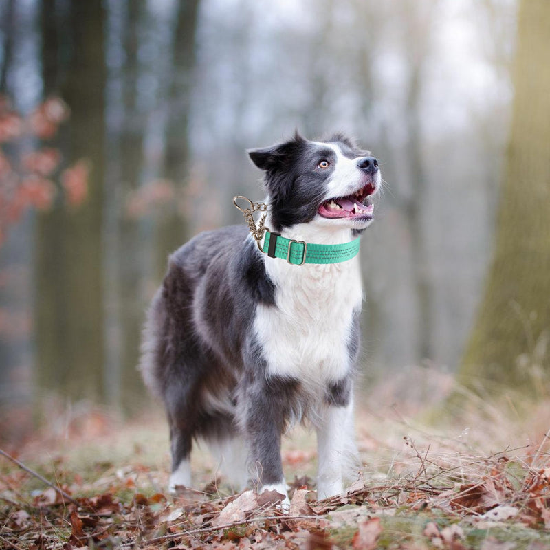 Martingale Dog Collar with Quick Release Buckle Steel Chain No Pull Training Reflective Collar for Medium Large Dogs(Teal, Medium) Teal Medium (Pack of 1) - PawsPlanet Australia