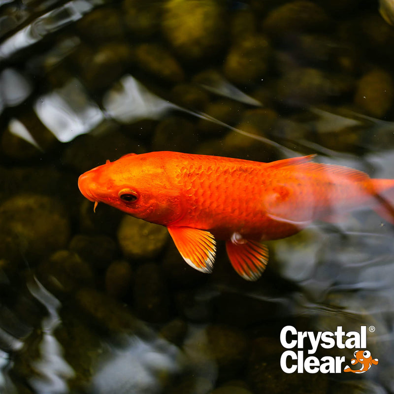 CrystalClear Algae D-Solv Pond Algae Control, Fast-Acting EPA Registered Algaecide, Use in Fountains & Outdoor Ponds Containing Koi & Other Fish, Treats 5,760 Gallons, 16 Ounces - PawsPlanet Australia
