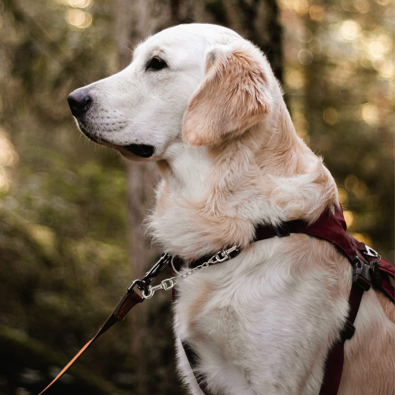 Dog Collar Safety Clip Metal Double Ended Backup Dog Collar Clip for Prong Collar Dog Harness Collar Connector (Medium) Medium - PawsPlanet Australia