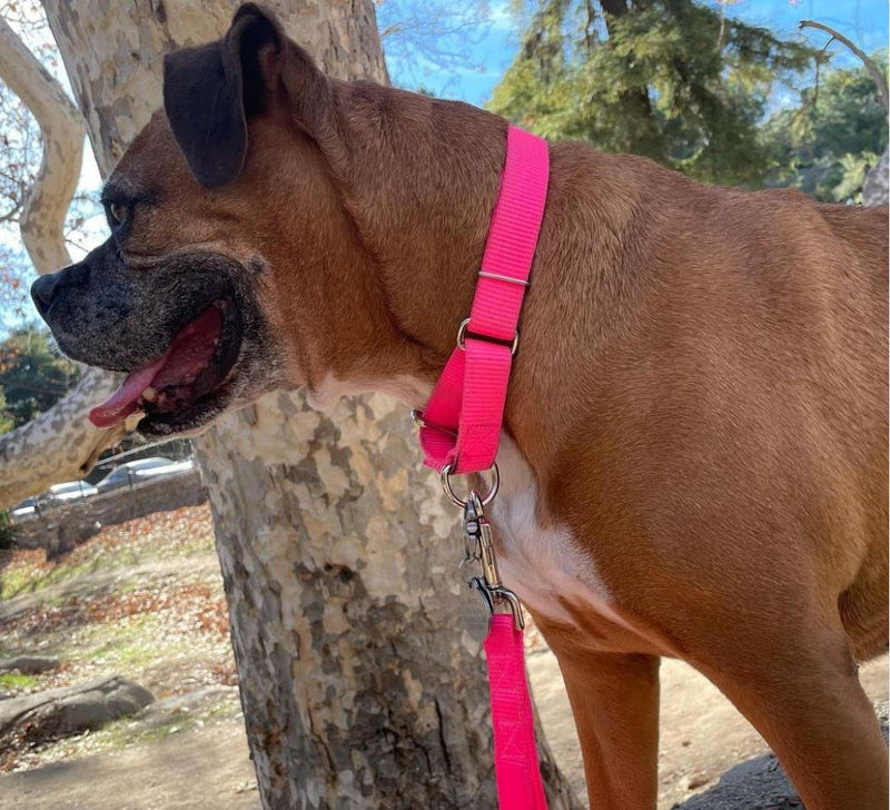 Country Brook Petz Martingale Dog Collar - Heavy-Duty Training Collar with No Buckle - Service Dog Collar for All Pups - Vibrant, Colorful Collection - Medium, Hot Pink Medium (Pack of 1) - PawsPlanet Australia