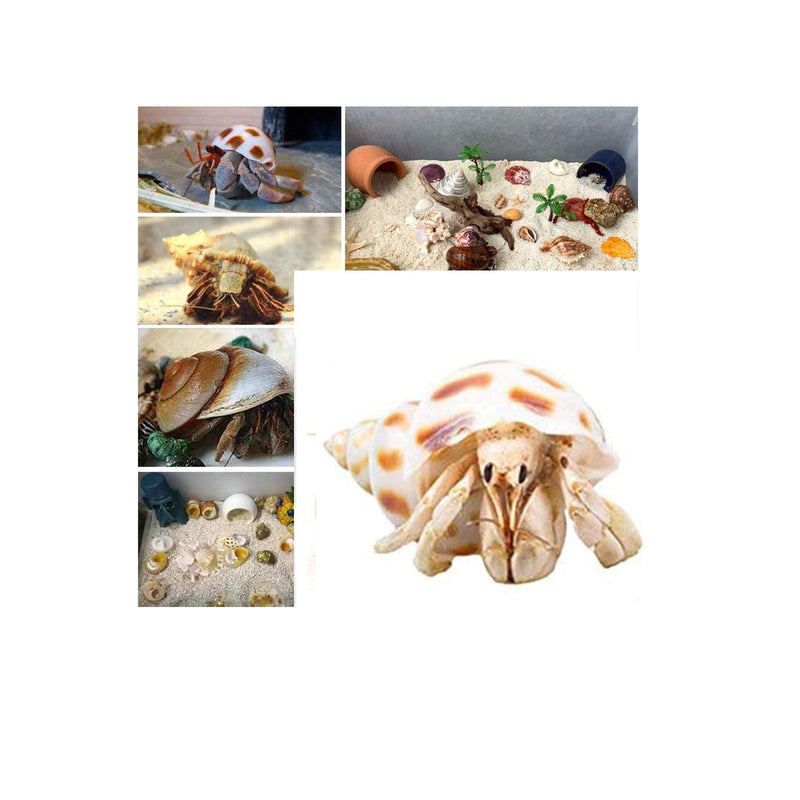 9PCS Hermit Crab Shells Large Small Growth Turbo Seashell Supplies Natural Sea Conch Home Decor