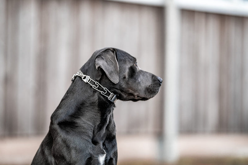 Herm Sprenger Dog Training Prong Collar with Quick Release Cliclock Buckle and Swivel Ring Adjustable Length German Made Stainless Steel Collar for Small to Medium Dogs Up to 15" Neck (2.25mm Prongs) 18in (up to 15" neck) x 2.25mm Links - PawsPlanet Australia