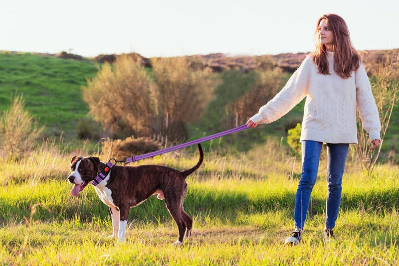 Reflective Dog Collar and Leash Set with Safety Locking Buckle Nylon Pet Collars Adjustable for Small Medium Large Dogs 4 Sizes(Purple&L) L Purple