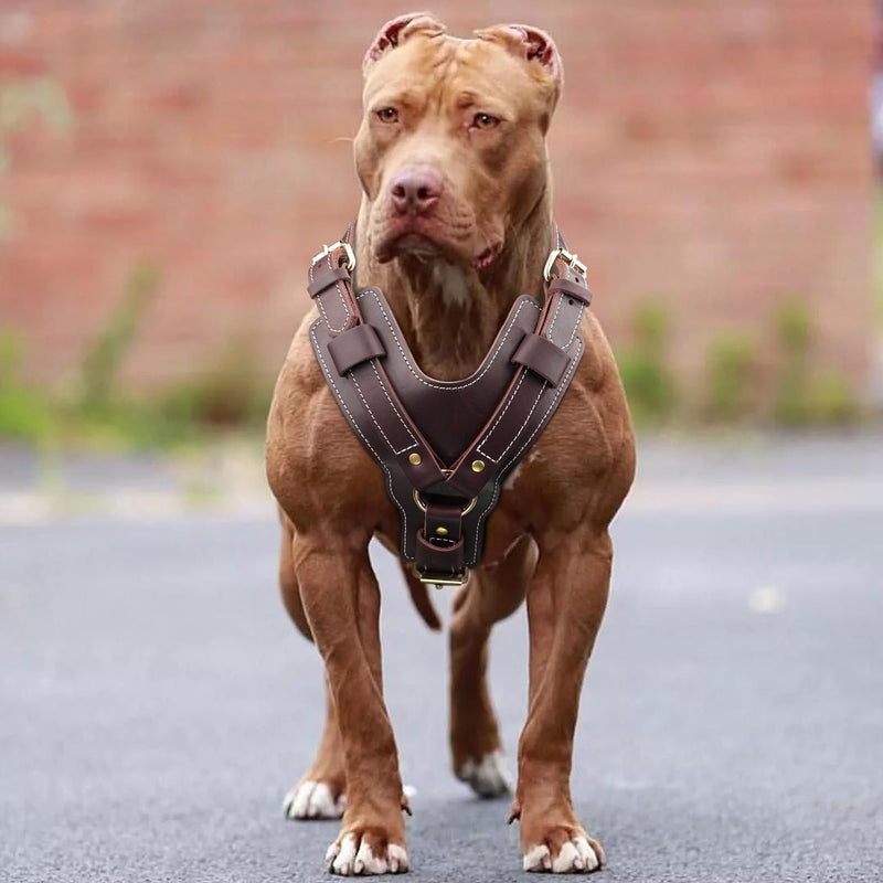 PET ARTIST Adjustable Premium Leather Dog Harness for Large Dogs，with Strong Metal Buckles，Perfect for Daily Walking and Training，Doberman German Shepard Rottweiler Pit XL:Chest:29-36" - PawsPlanet Australia