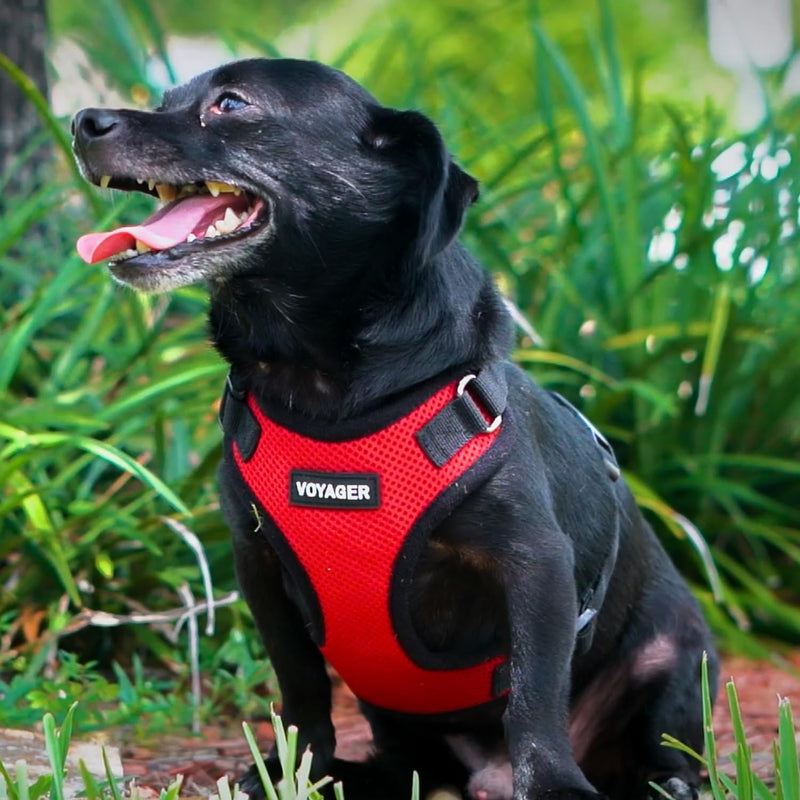 Voyager Step-in Lock Dog Harness w Reflective Dog Leash Combo Set with Neoprene Handle 5ft - Supports Small, Medium and Large Breed Puppies/Cats by Best Pet Supplies - Red/Black Trim, M - PawsPlanet Australia