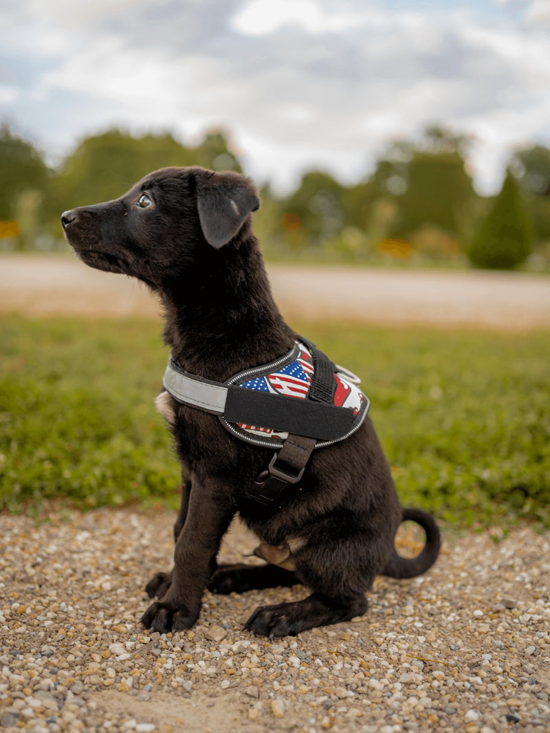 Dog Harness with Patch Panels, No Choke, Reflective, Adjustable, Soft Padded Dog Vest Harness with Easy Control Handle for Large Dogs, Purple, L L (Chest: 26 - 31 in) - PawsPlanet Australia