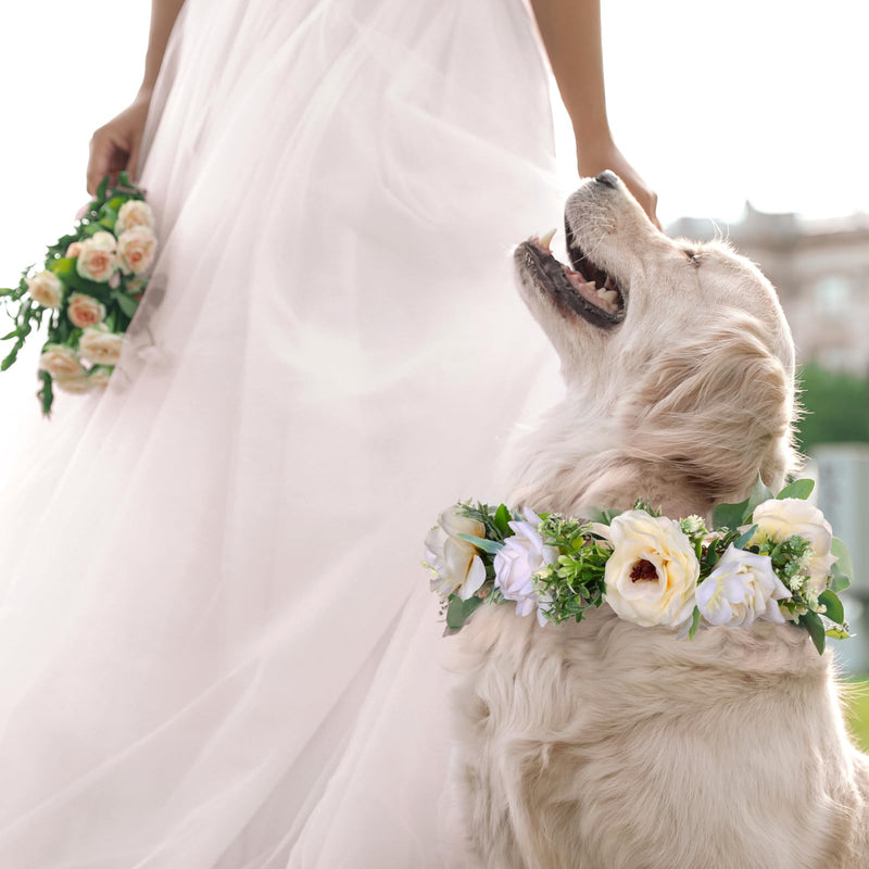 Pearls by Dog Wedding Collar and Leash Set - Elegant Flower Headband with Beaded Pearls - Adjustable Floral Collar (Medium) - PawsPlanet Australia