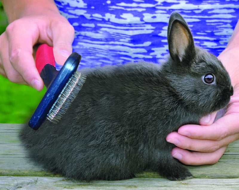 Lixit Grooming Kits For Rabbits, Guinea Pigs and other Small Animals. (Shredding Brush Only) Shredding Brush Only