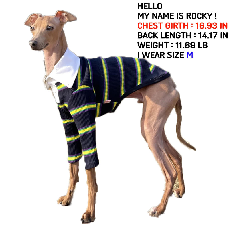 D Doggy Star Italian Greyhound Clothes Collared Stretchy T Shirts Whippet for Dogs (L,Collared Navy) Model Student T L COLLARED NAVY - PawsPlanet Australia