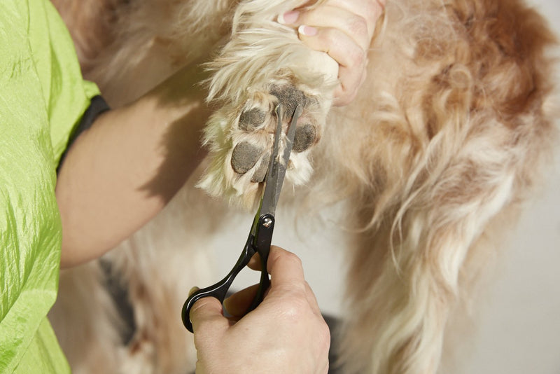 Andis Straight Shears, Right-Handed, Professional Dog and Cat Grooming Ball Tip Shear - PawsPlanet Australia