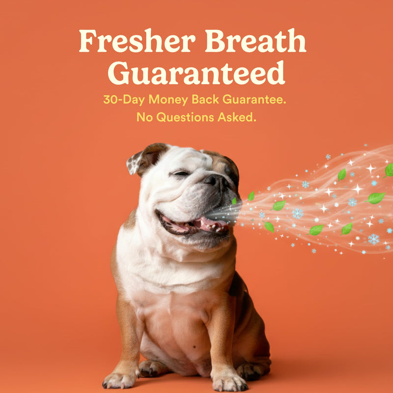 Jasper Dog Tooth Brushing Kit and Dog Toothpaste Kit 360 Dog Toothbrush Enzymatic Plaque Remover Imporves Bad Breath Natural Pet Toothpaste Dog Toothbrush and Toothpaste 2 oz Chicken Flavor Chicken Kit