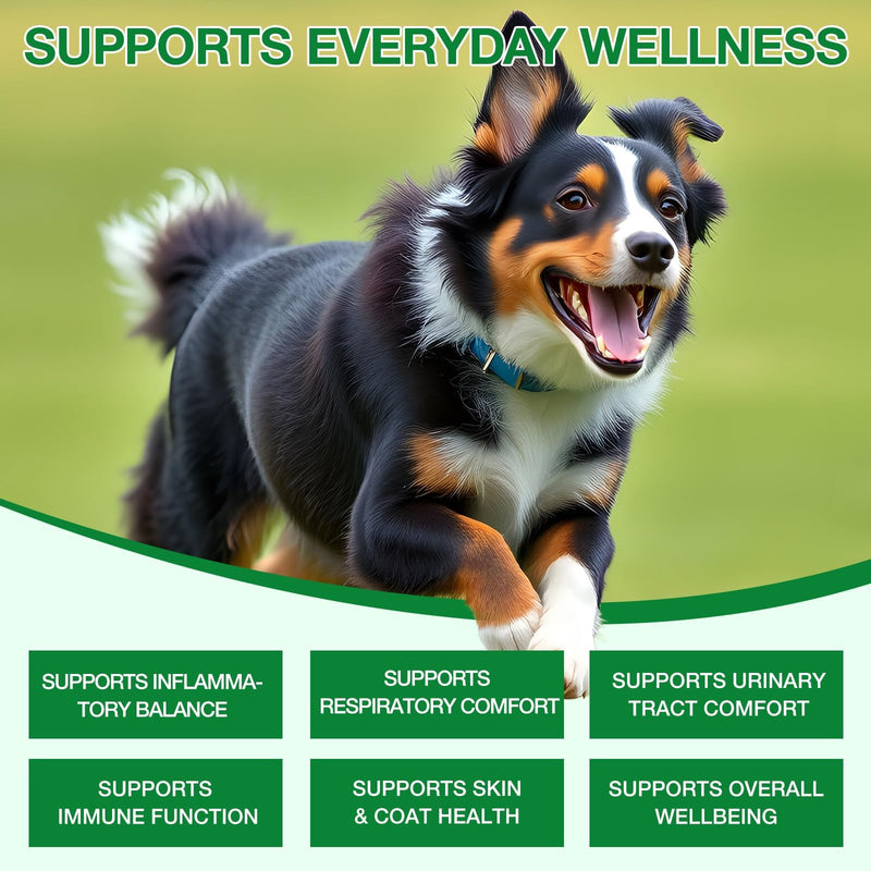 Antibiotics for Dogs, Dog Antibiotics, Natural Antibiotics for Dogs Immune Drops Help Supports Allergies, Itching, Coughs, Skin, Bacon Flavor (1 Pack) 1 Pack