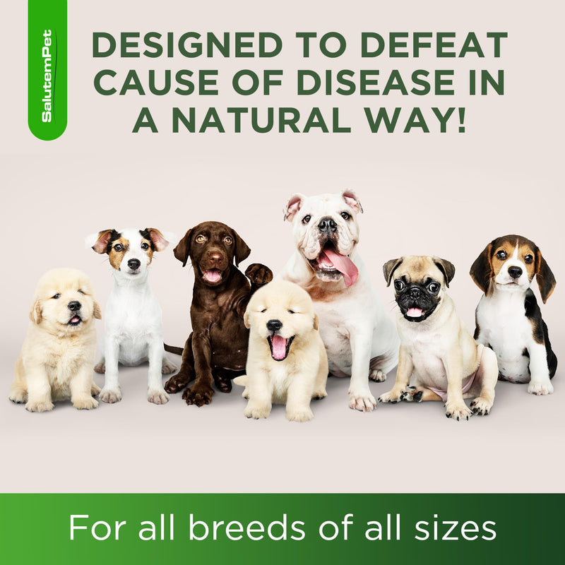 Natural Antibiotics for Dogs | Dog Antibiotics | Supports Dog Allergy Relief | Dog Itch Relief | Dog Allergy Support | Dog Multivitamin | Pet Antibiotics | Dog Antibiotics | 2 Oz Chicken - PawsPlanet Australia