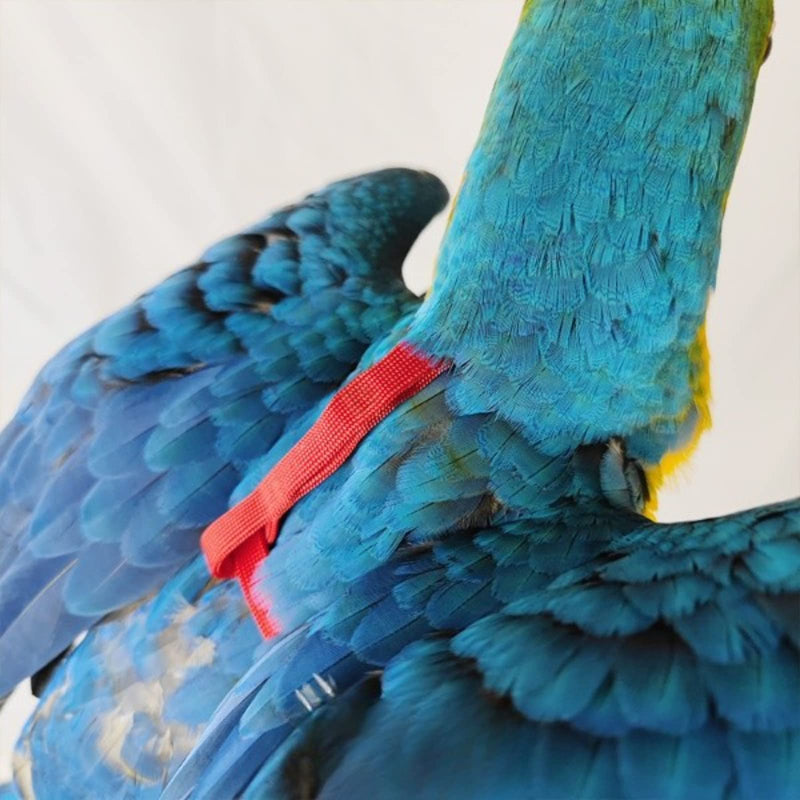 Adjustable Bird Harness with 78.7 Inch Leash, Outdoor Flying Training Rope Kit for Bird Parrots, Parrot Flying Rope Straps Outdoor Training Traction Rope for Small Medium Large Size Birds (XL) XL - PawsPlanet Australia