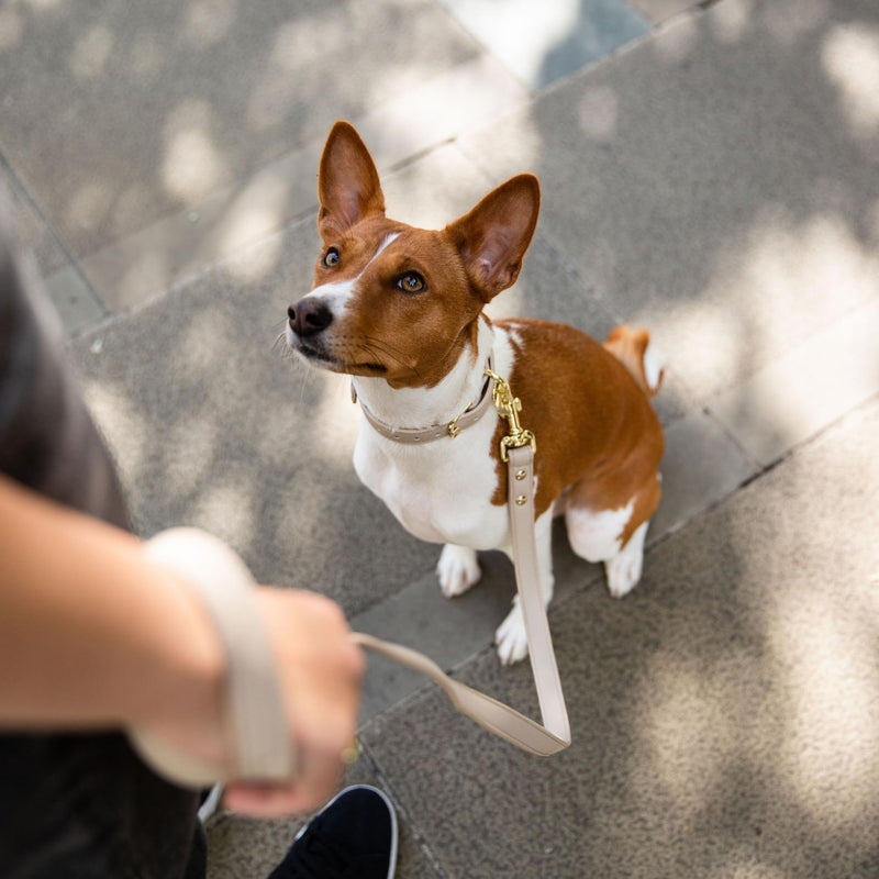 NINA WOOF Leather Dog Leash - Cupertino - Beige Slim Leash with Reinforced Hardware, European Design Soft Dog Collars, Harnesses & Leashes, 4ft - PawsPlanet Australia
