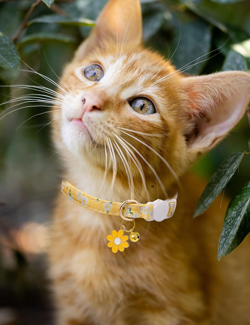 Cat Collar Breakaway with Bells,3 Pack Safety Adjustable Pet Collars,Ideal for Girl Boy Kittens. (Pink White Yellow) pink white yellow - PawsPlanet Australia