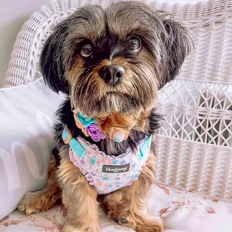 Blueberry Pet Dog Collar, Adjustable Floral Print Puppy Collar in Lavender with Removable Flower, Small 12"-16" Neck, Cute Girl Dog Accessories, Pink Dog Collars for Small Dogs, Safe Fit - PawsPlanet Australia